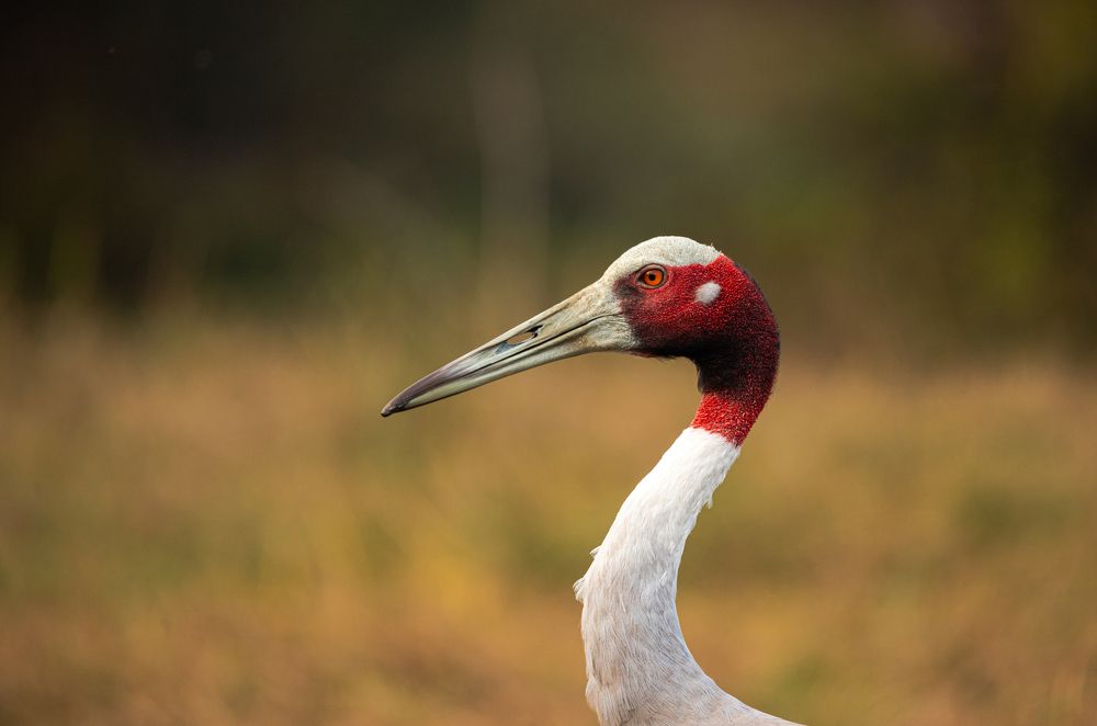 Photograph by Shivendra Singh