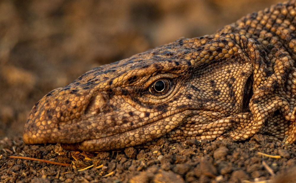 Photograph by Shivendra Singh