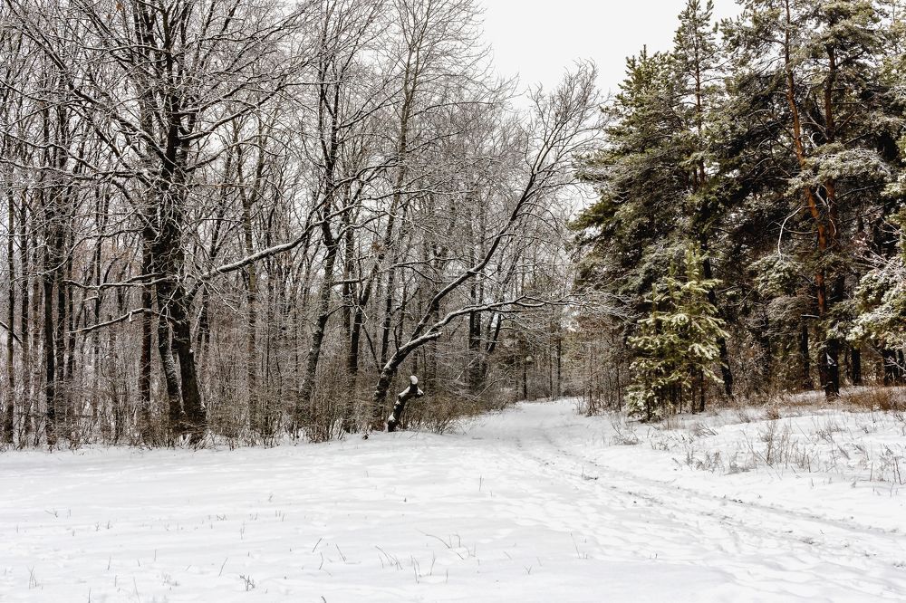 Уходящая дорога в зимнем лесу..
