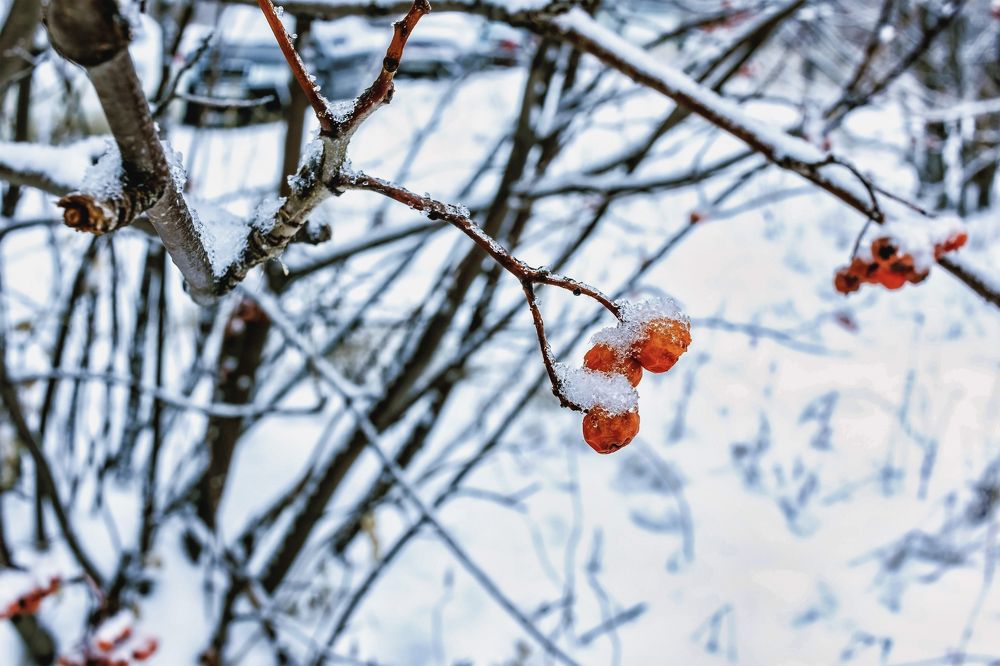 Зимняя ягода..