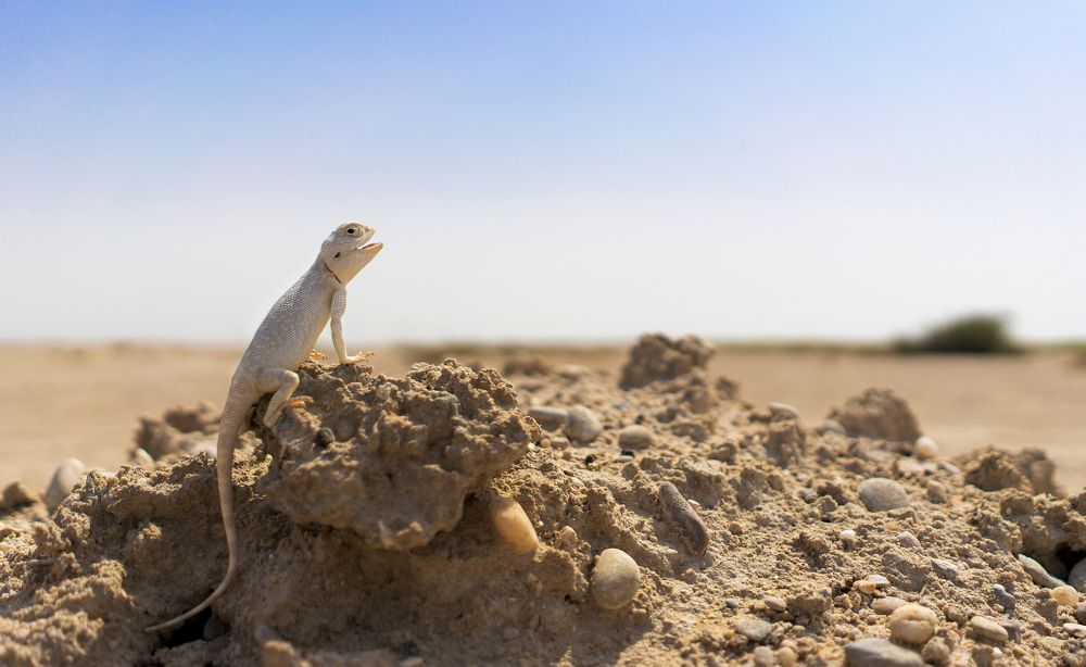 Фотография автора RanoosH ALi