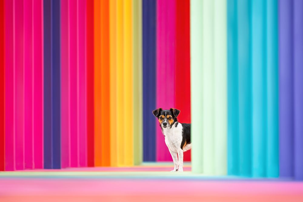 Somewhere in the rainbow