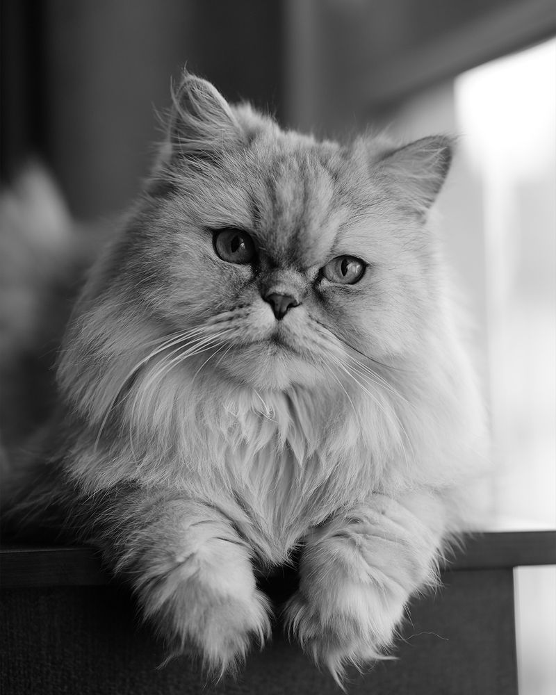 Photograph by Reza Shamszadeh