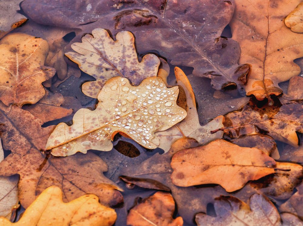 Осенние листья