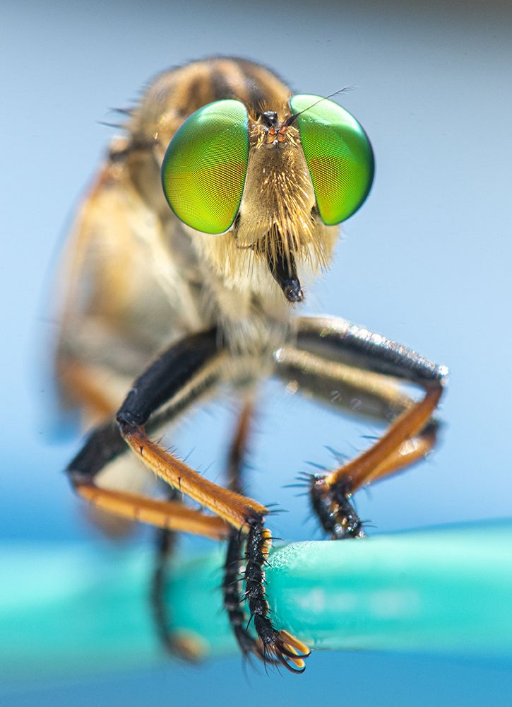 Photograph by Han Fuh Yow