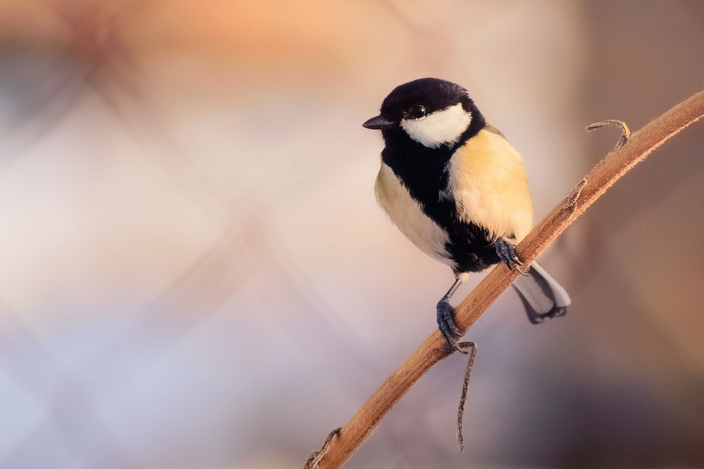 Photograph by Дмитрий Огольцов