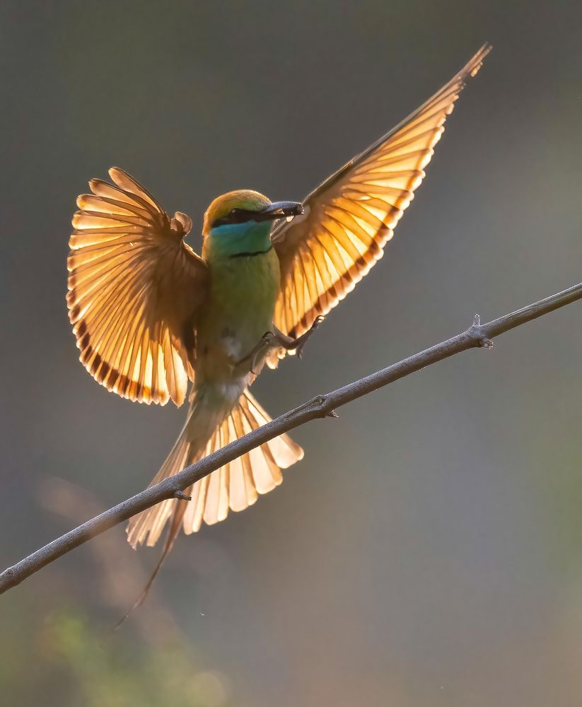 Фотография автора Anandhu M