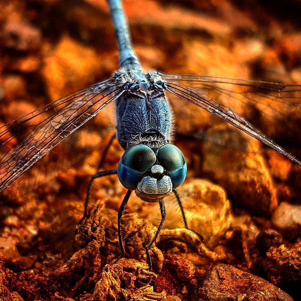 Photograph by NILAAN LOGANATHAN