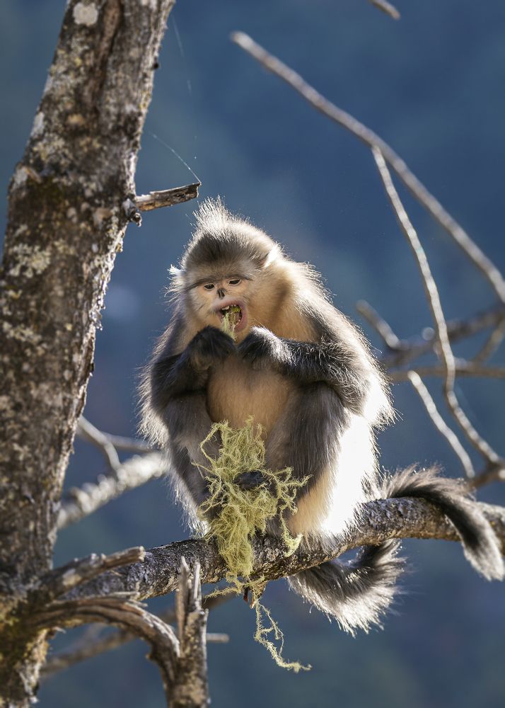 Black snub-nosed monkey (female)