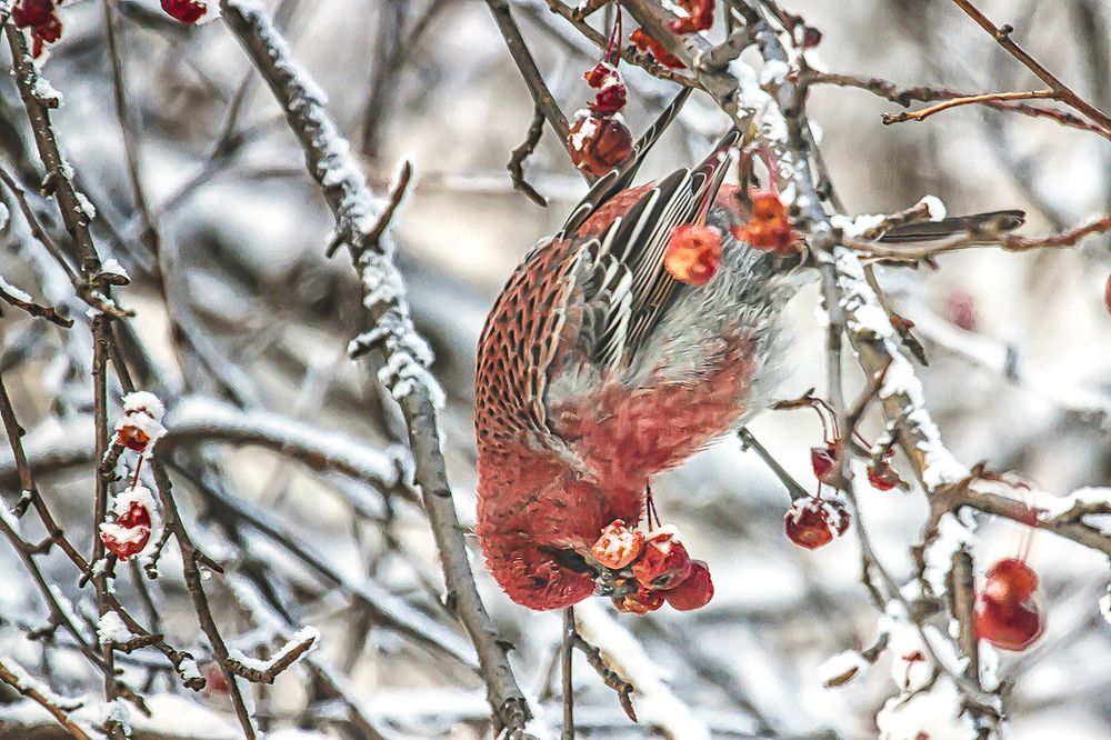 Photograph by Сергей Черных