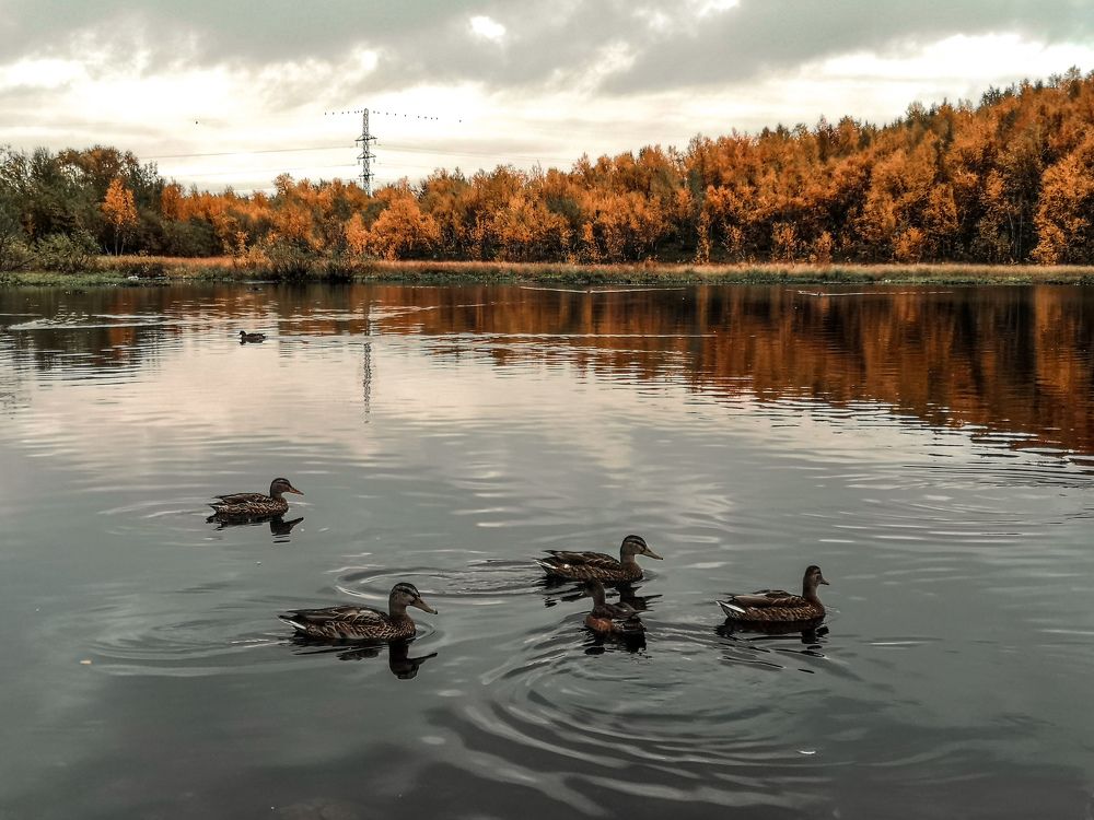 Золотая осень