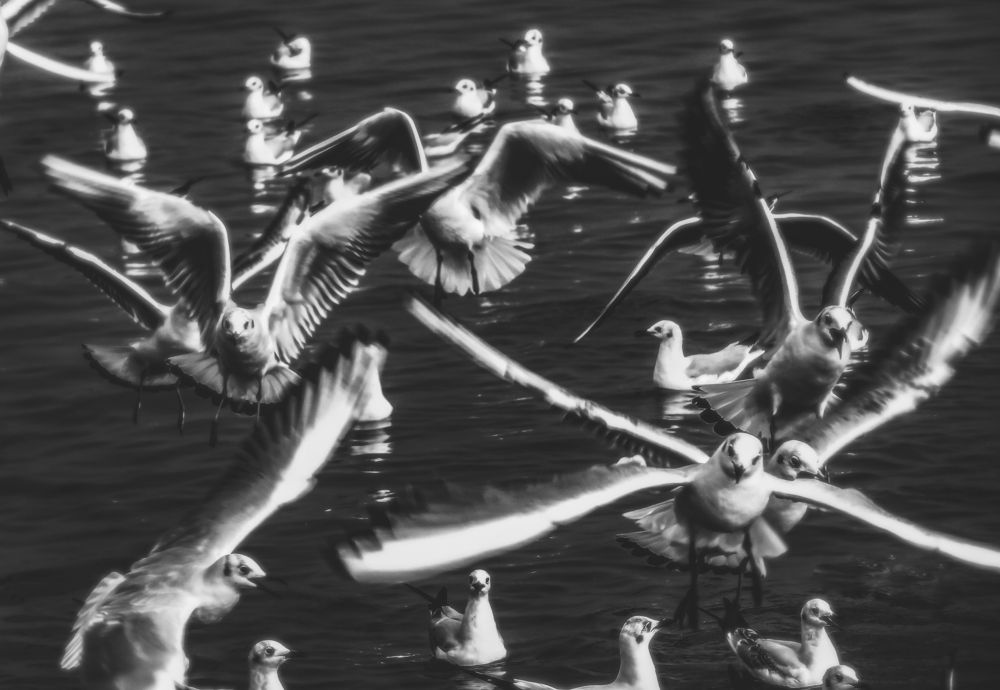 Photograph by Swapnil Bavaria