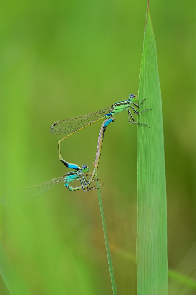 Photograph by Yano Isti