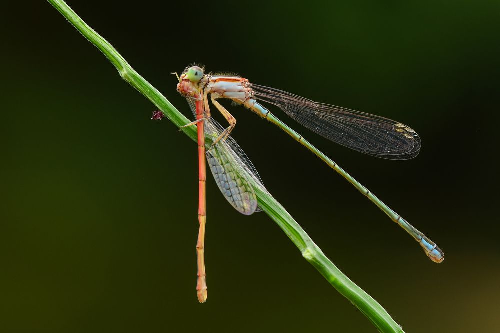 damselfly with the catch