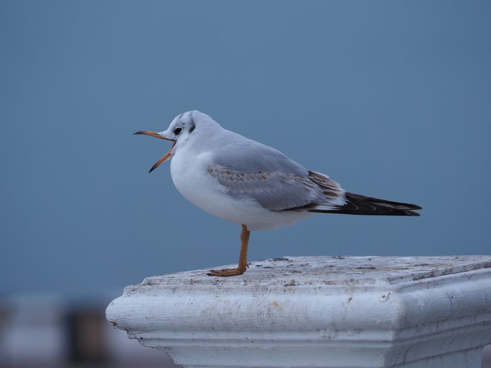 Photograph by Сергей Борисов