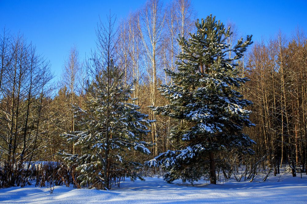 Фотография автора Виталий Зейфер