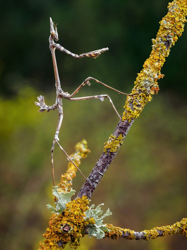 Photograph by Iryna Gurzhuyenko