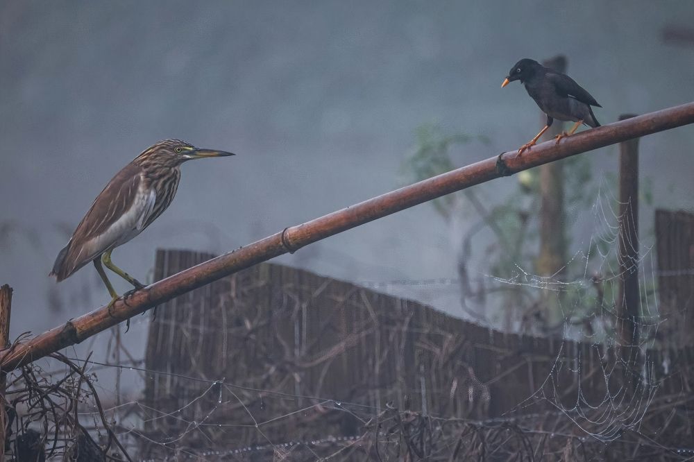 Photograph by AMIRUL KHUSRU