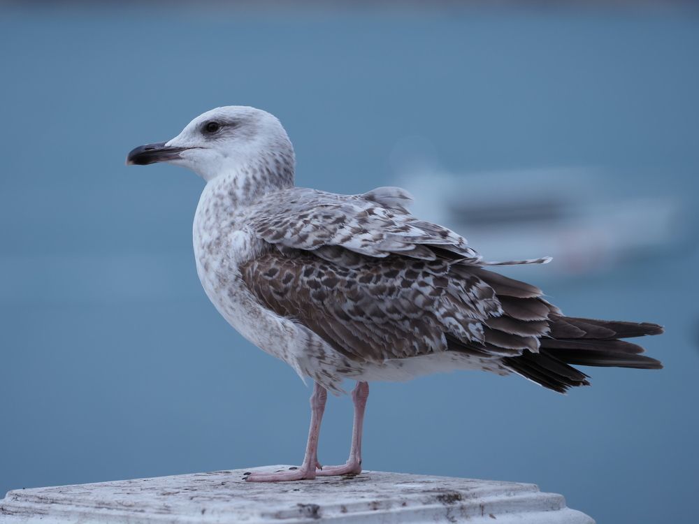 Photograph by Сергей Борисов