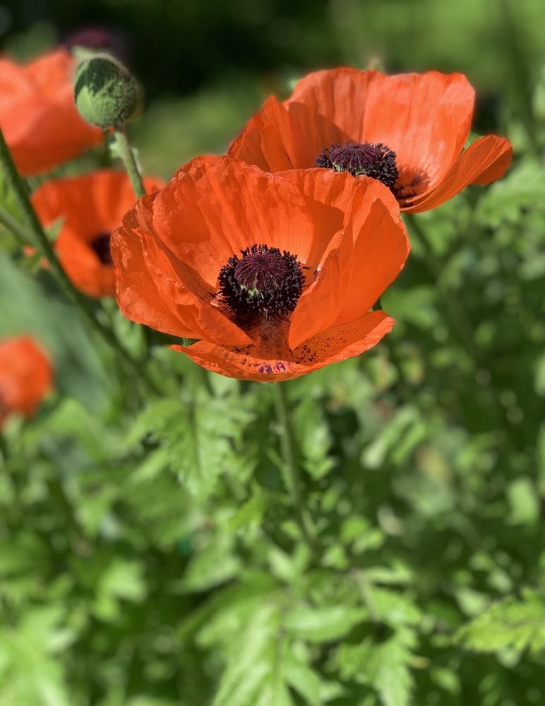 Восточный мак.