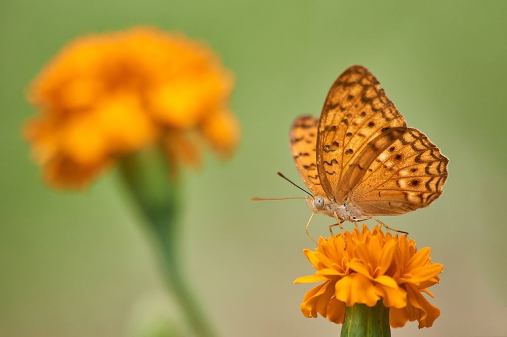 Photograph by Kushan Madushanka Sonnadara