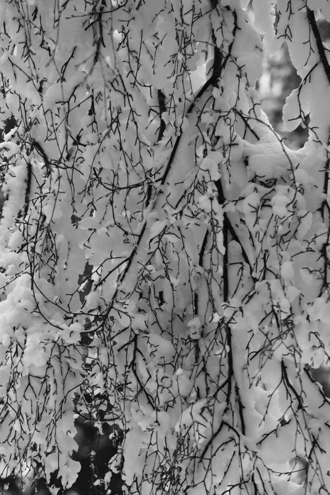 Зимняя графика.