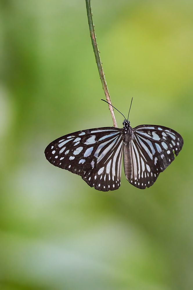 Butterflies in Sri Lanka