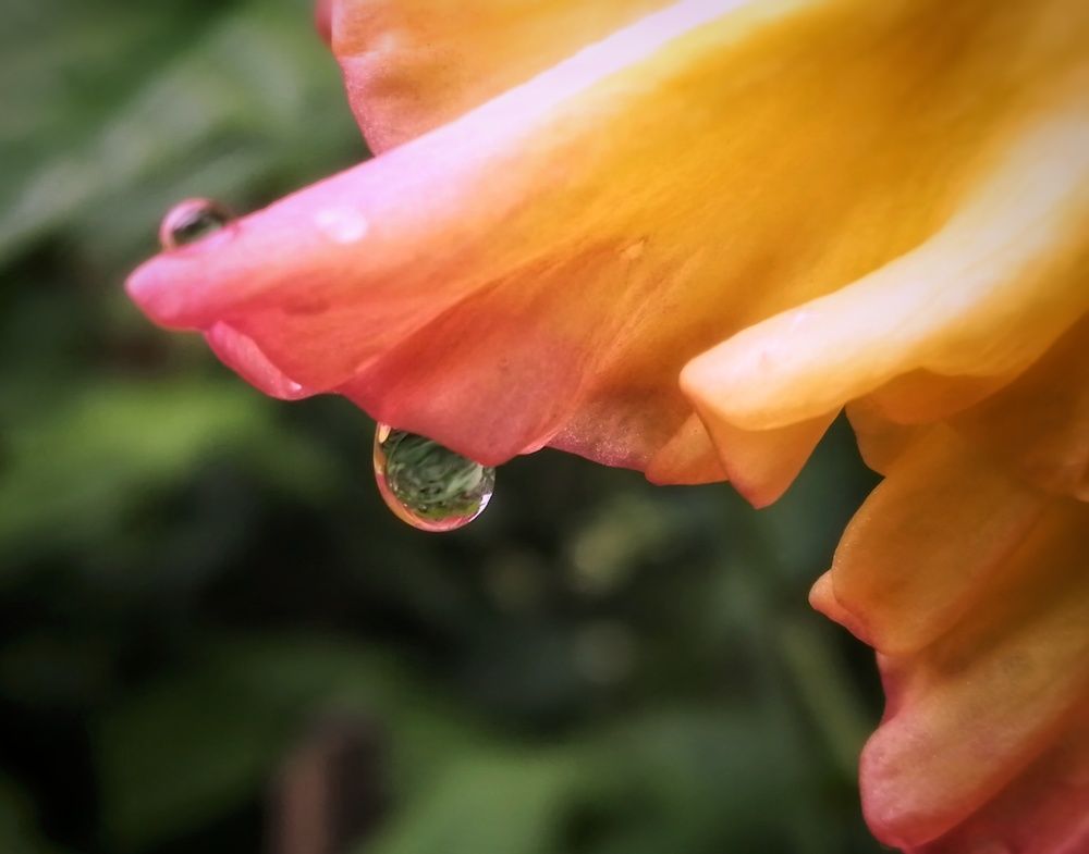 The whole world in one drop