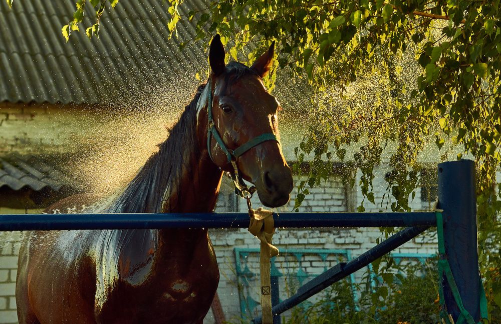 Photograph by Владимир Барышев
