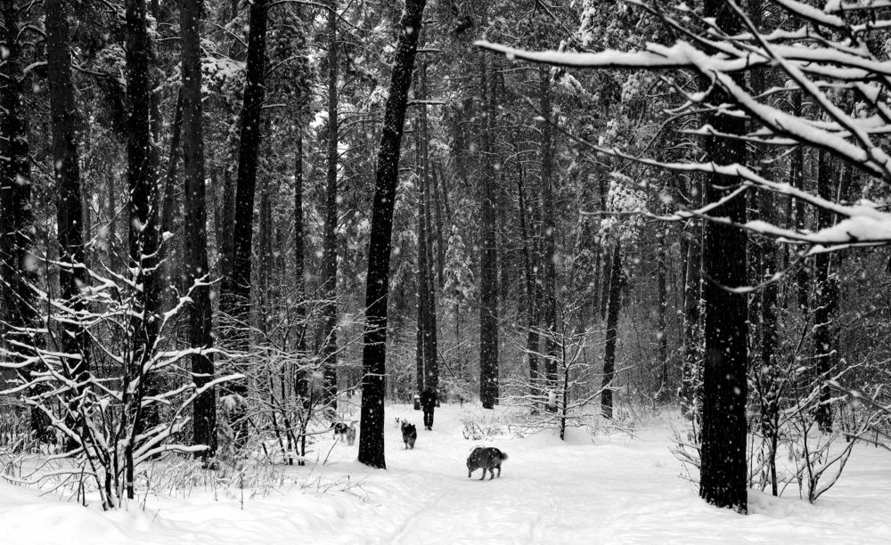 Photograph by Диана Арье