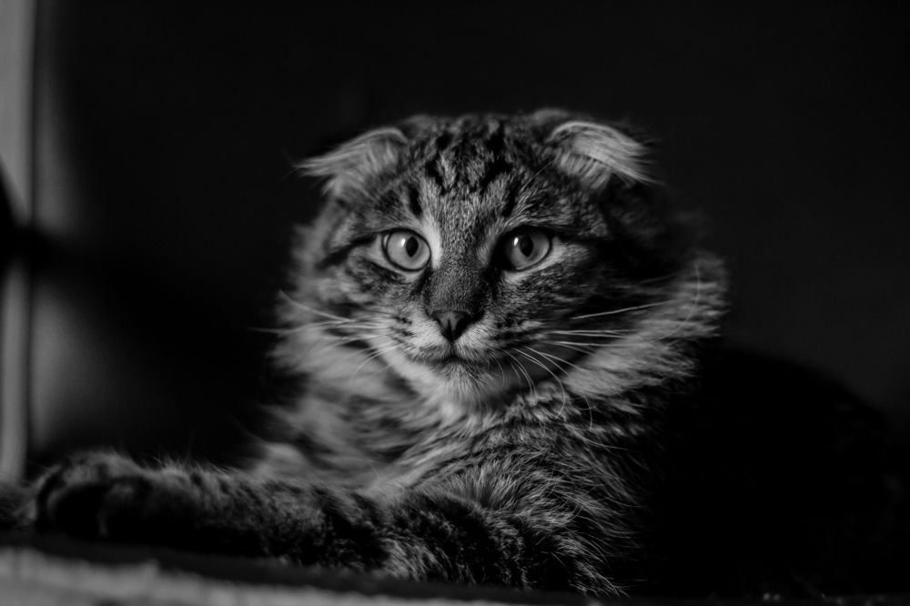 ...без кота жизнь не та!