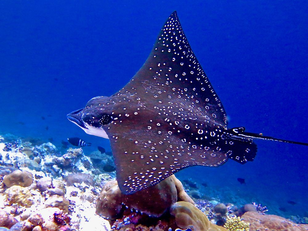 Photograph by Ирина Науменко