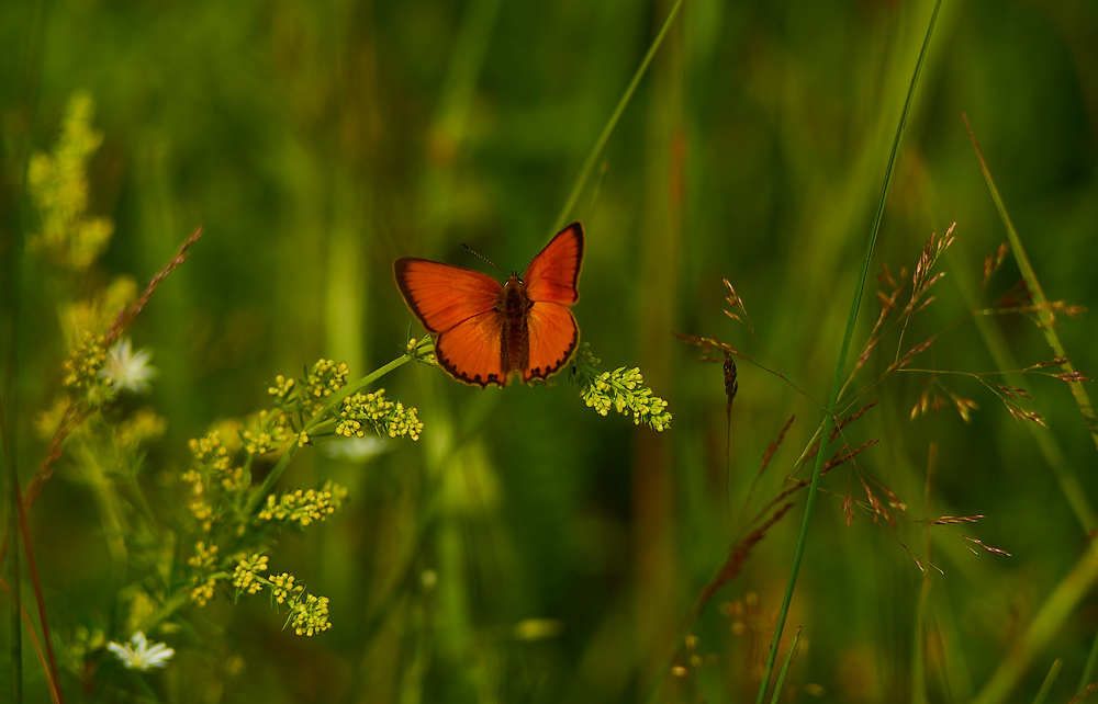 Photograph by Владимир Барышев