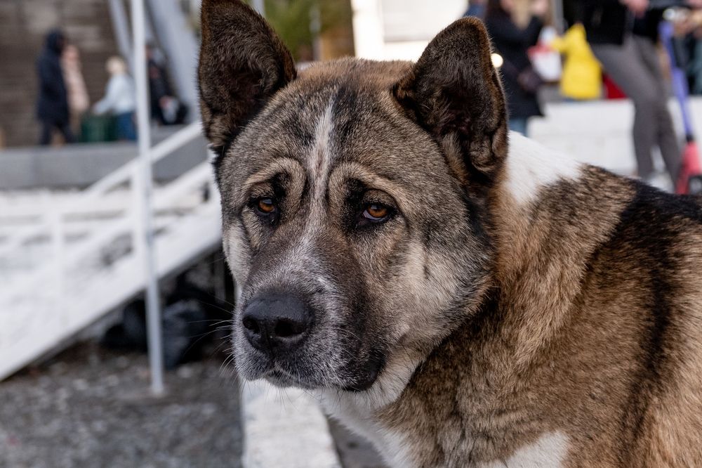 Photograph by Евгений Симион