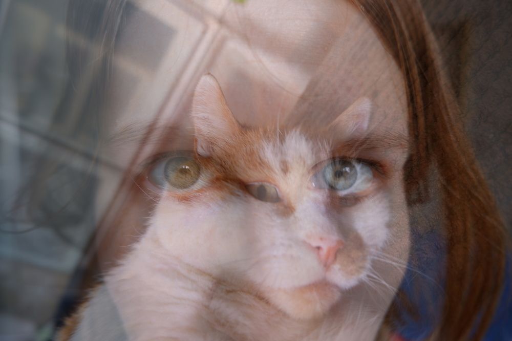 Память о любимом коте