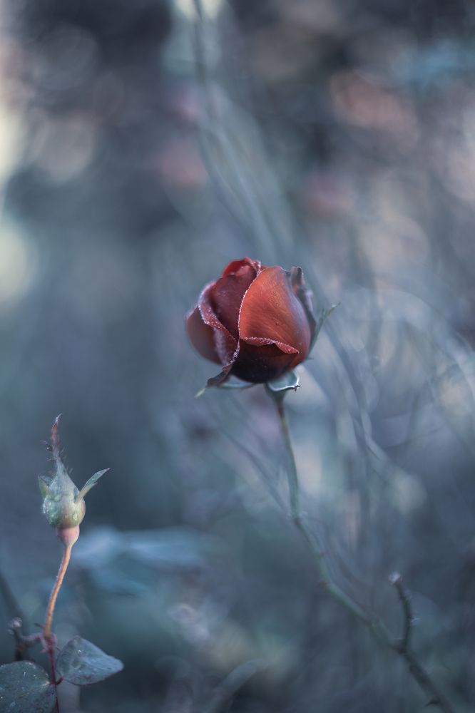 Photograph by Tatiana Kurilas