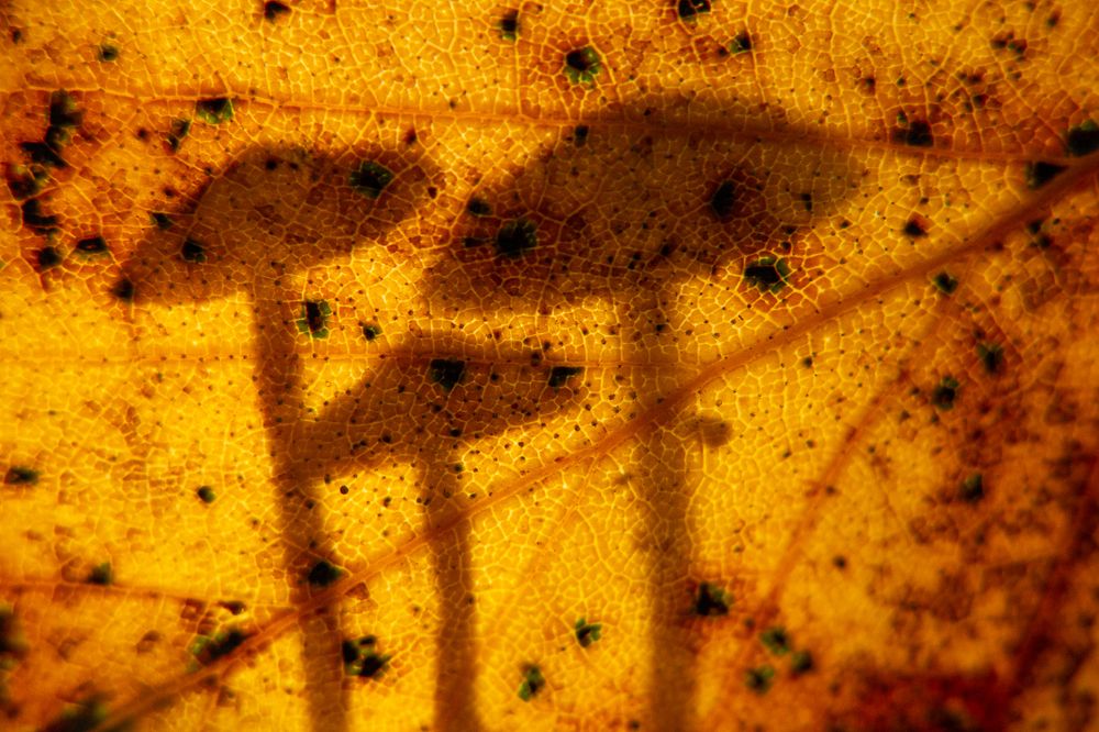 Семейка грибов