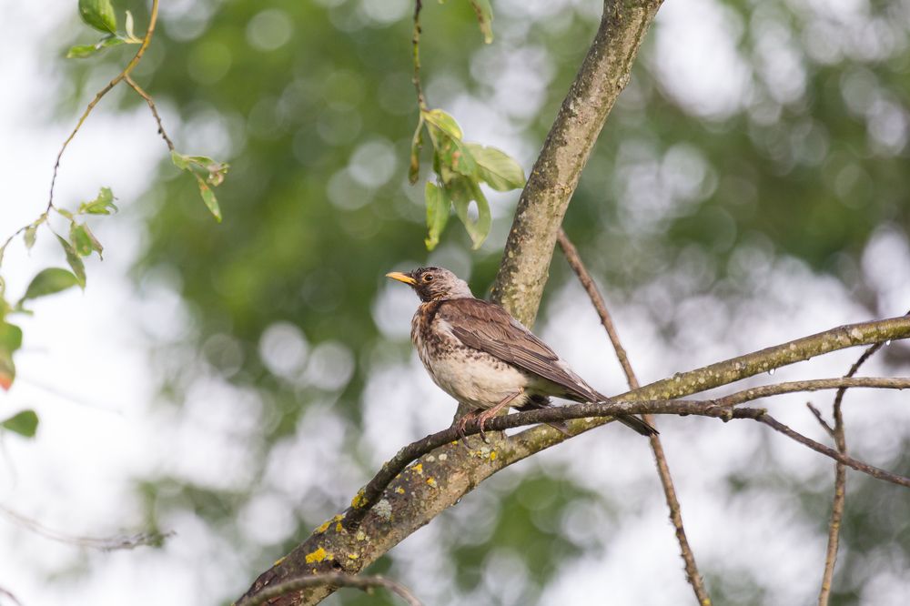 Дрозд-рябинник