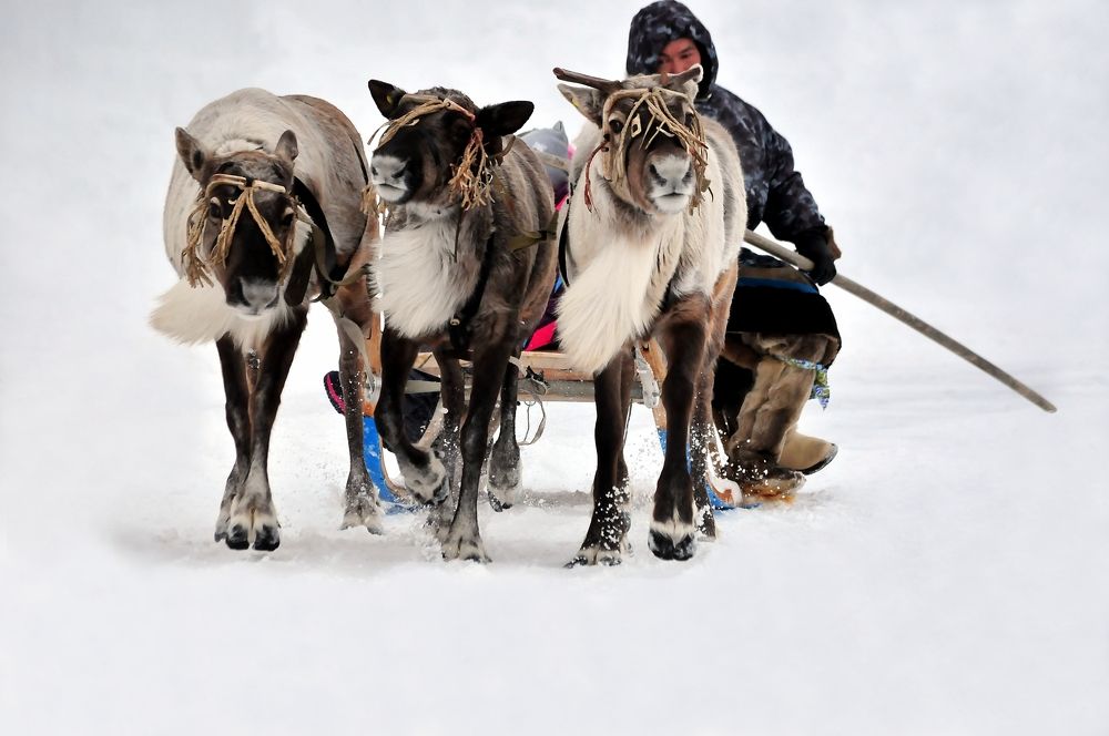 Северная тройка