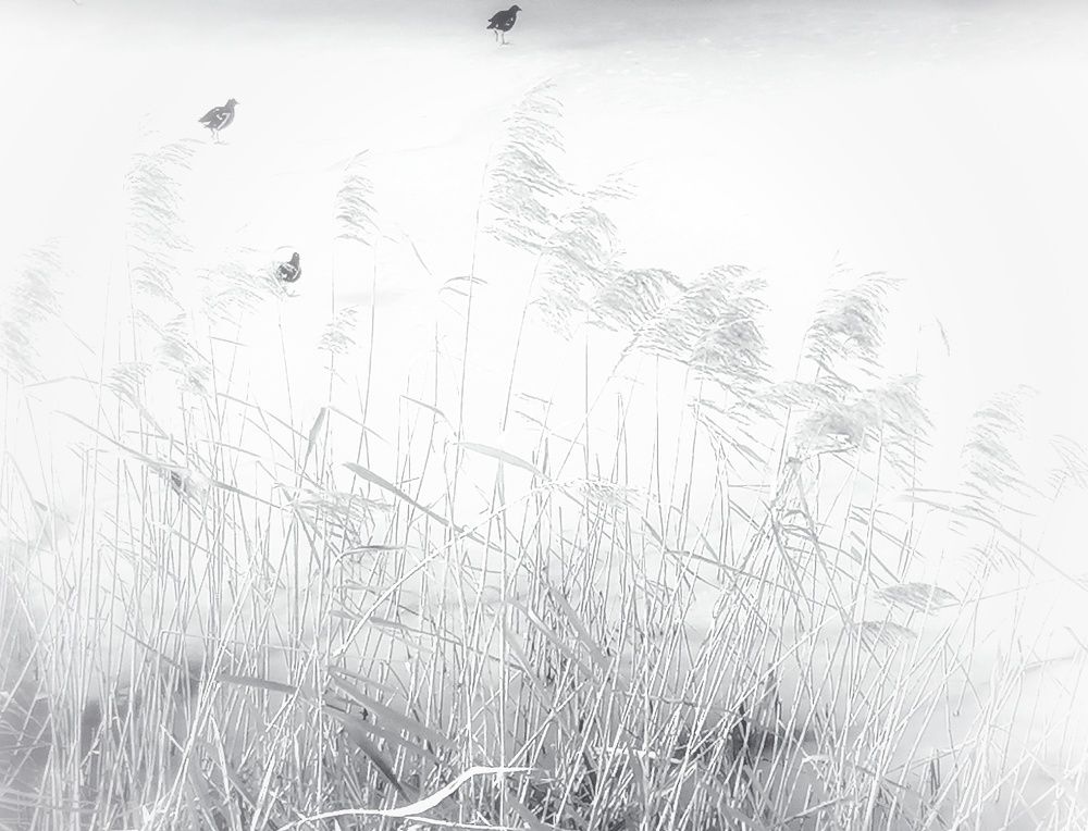 Фотография автора Коломинова Ира