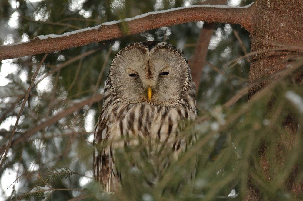 Photograph by Алексей Фомичев