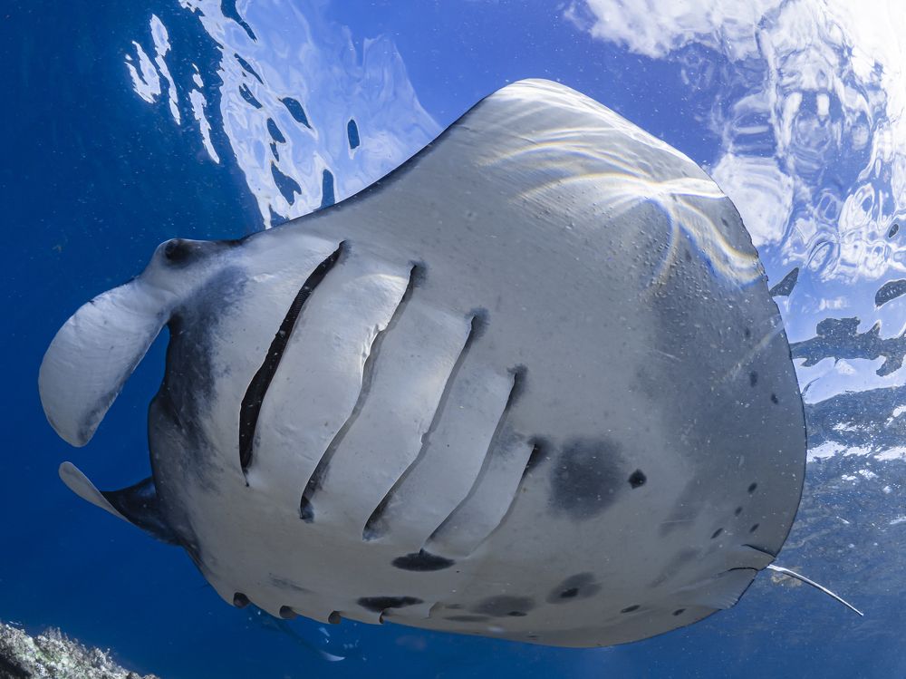 Manta ray breathing