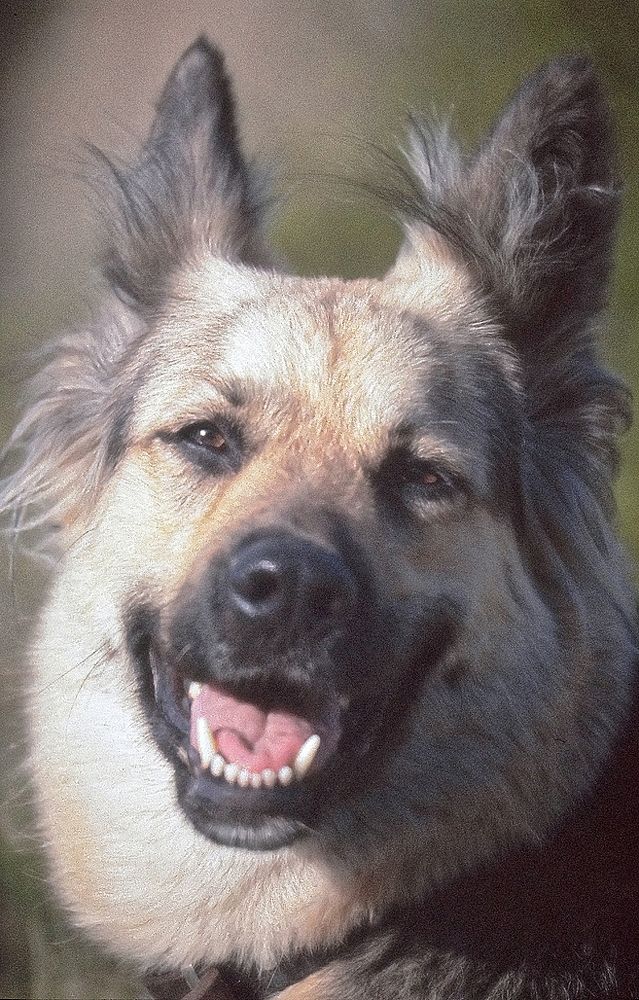 smiling Belgian Shepherd
