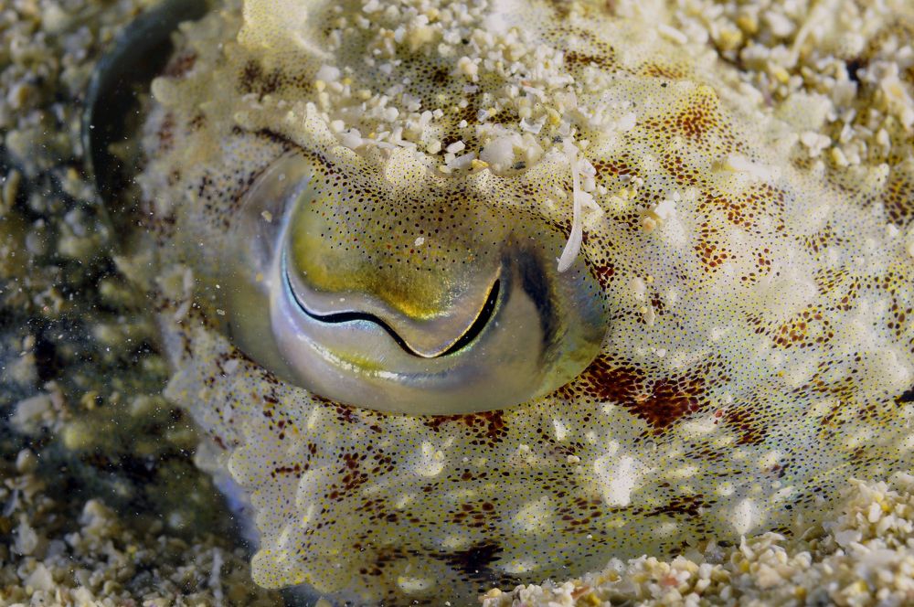 Photograph by Alfredo Milazzo