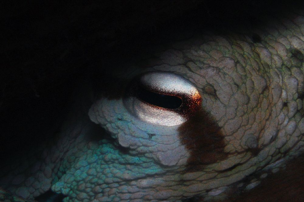 Photograph by Alfredo Milazzo