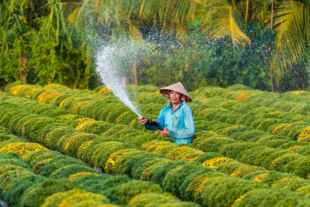 Watering In Flower Field