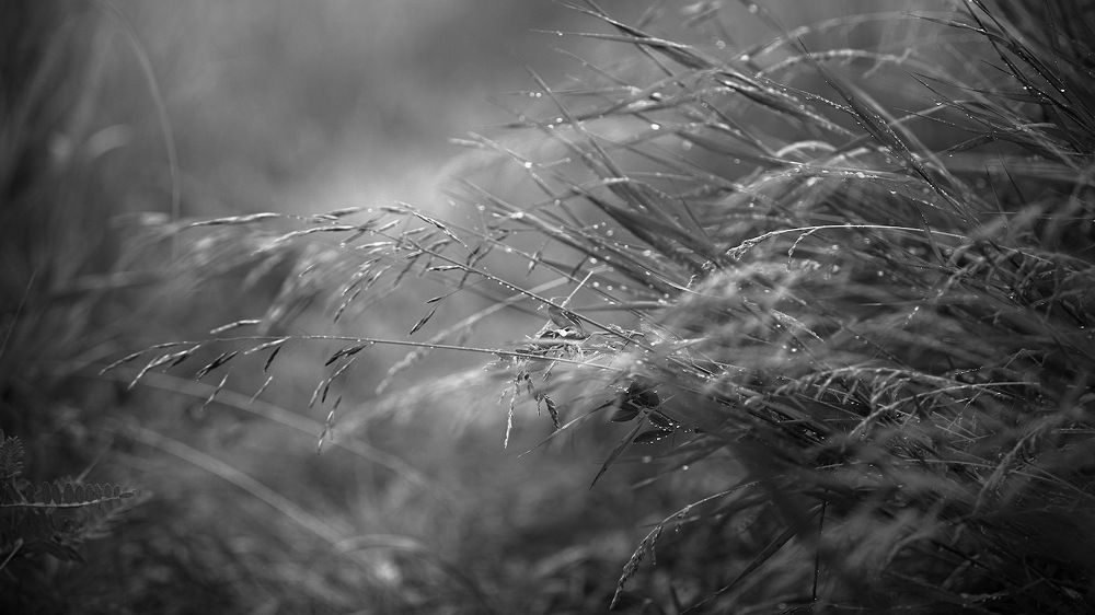 Photograph by Аркадий Саямов