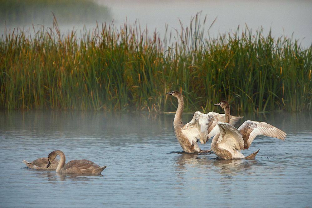 Photograph by Аркадий Саямов