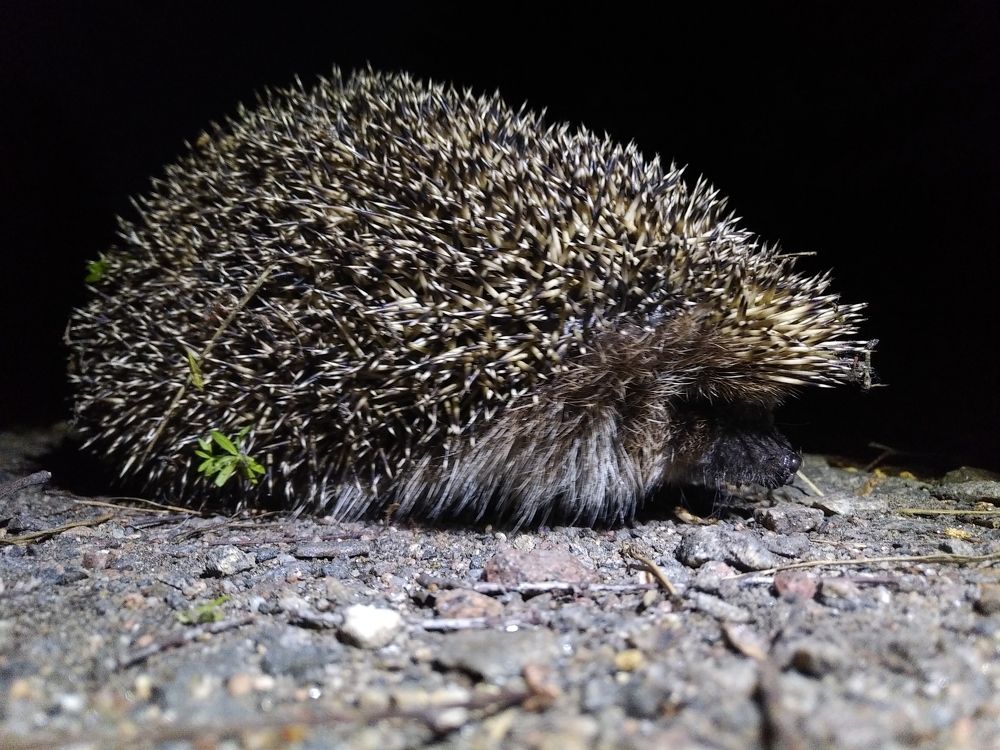 hedgehog