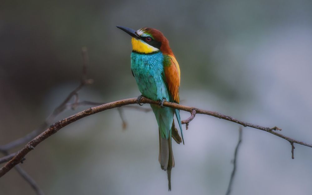 Капля радуги в царстве серого...